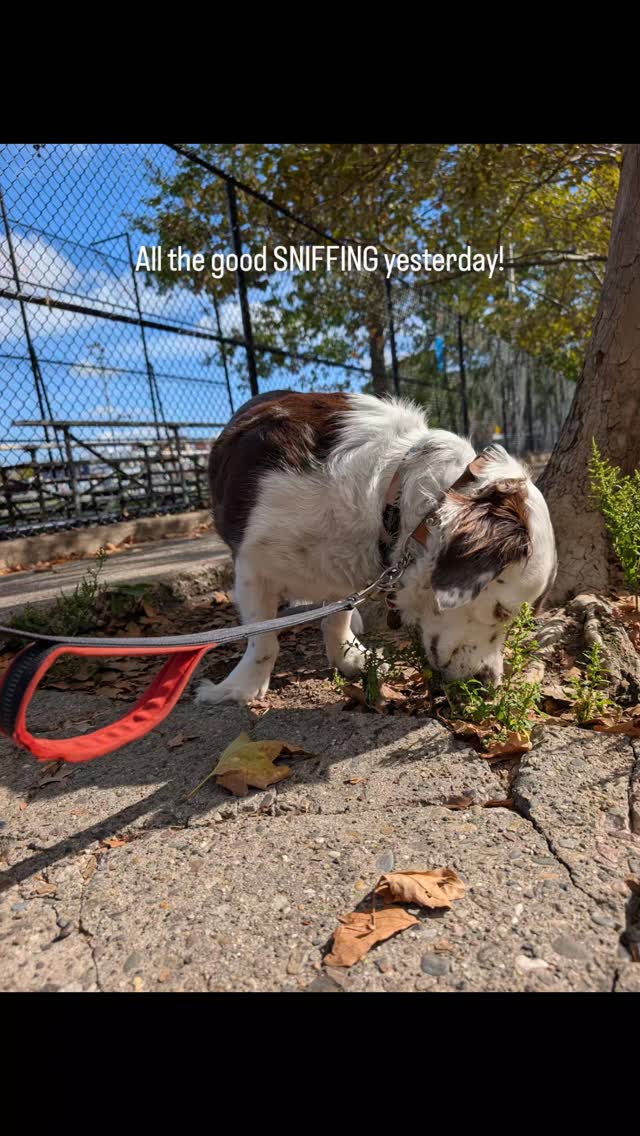 Walking and sniffing 😊 Dog walks are perfect!