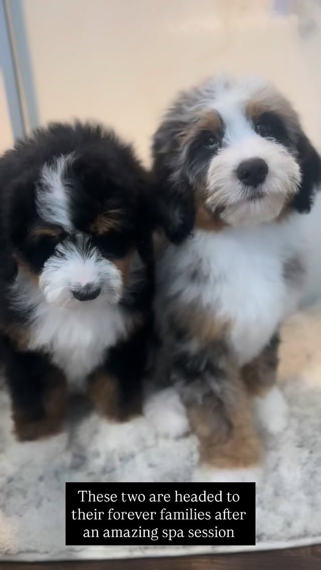 These two are just spectacular 🥰💙 #LKBernedoodles #bernedoodles #bernedoodlebreeder