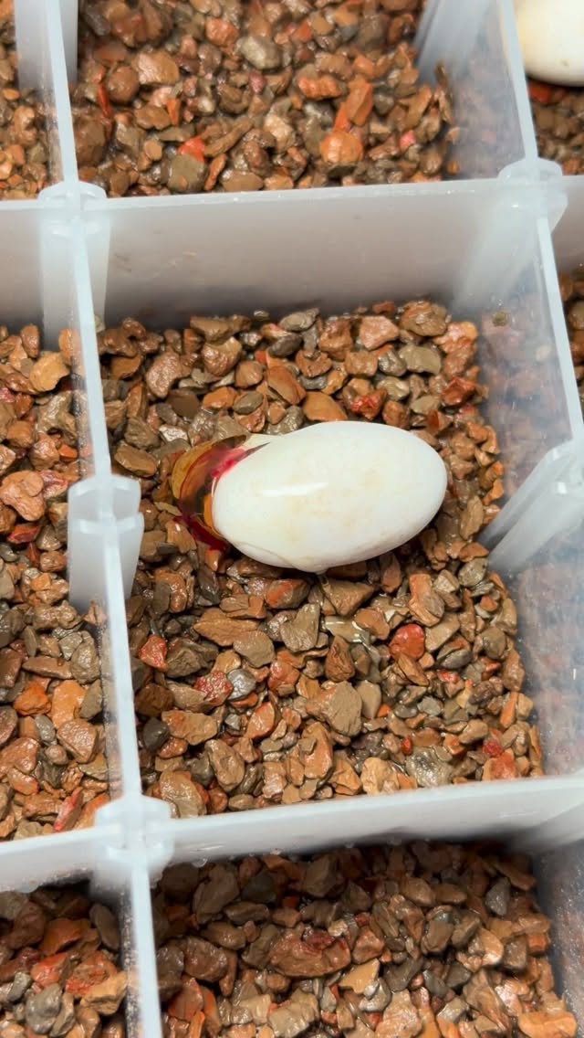 We were very fortunate yesterday to officially prove out compatibility between Korea’s “Pinky” and the “Fire”. They are in fact the same genetic as suspected. What a stunning animal to witness hatch!! Come check us out this weekend at Tinley Park @narbc