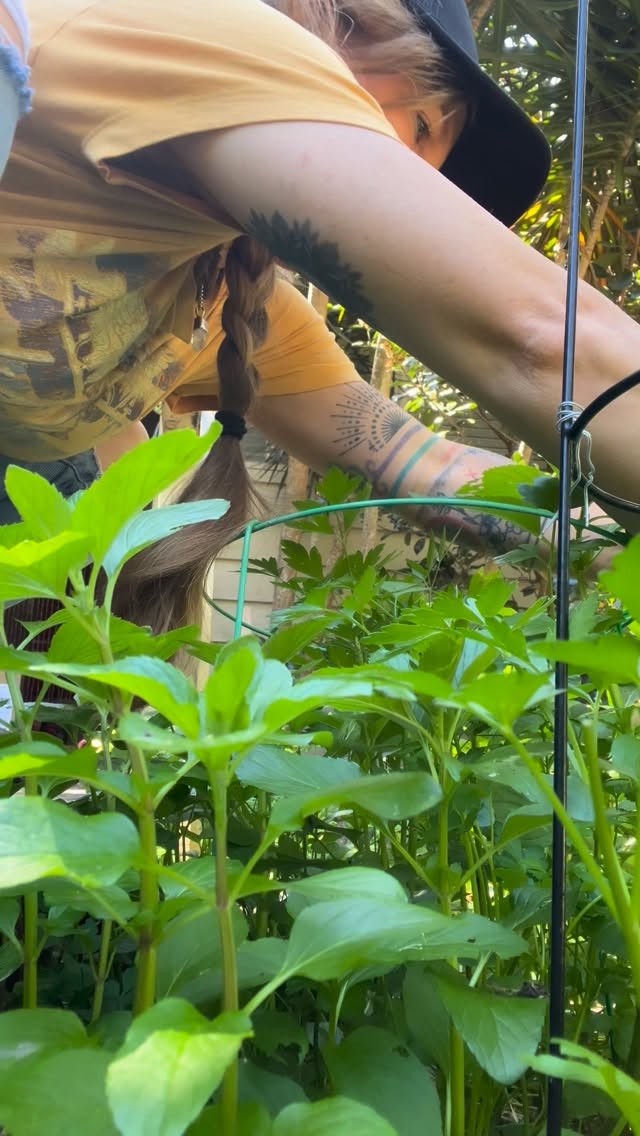 Today’s Herbal Ally 🥁 #BASIL 🌿
Harvesting Herbs from my garden and preparing them for medicine or to improve nutritional quality of food TRULY is revolutionary! And one of my greatest joys 🤍
A Whole lot of L O V E … from my garden > harvest > dry > store > use as needed 🌼
Basil provides various nutrition benefits, a source of vitamins and minerals like Vitamin K, Vitamin A, iron, calcium, and magnesium. Rich in antioxidants, such as eugenol, which have anti-inflammatory and anti-bacterial properties, helping to protect the body from oxidative stress, support immune function, and potentially improve cardiovascular and blood sugar health 🌿
@naturesconnection 🌸🌿🌸
❣️Clinic is available in person (locals) or over zoom, current days are Wed, Thurs and Saturdays
.
.
.
#NaturesConnection #HerbalInfusion #HerbalKitchen #HerbalPreperation #FolkHerbalism #MedicinalHerbs #GrowYourOwn #MakeYourOwn #NaturalFirstAid #Herbalist #Herbalism #PlantingSeeds #TraditionalMedicine #WildFoodLove #NaturesMedicine
#MagicInTheMaking #DIY #HerbsForHealth 🌿🌱