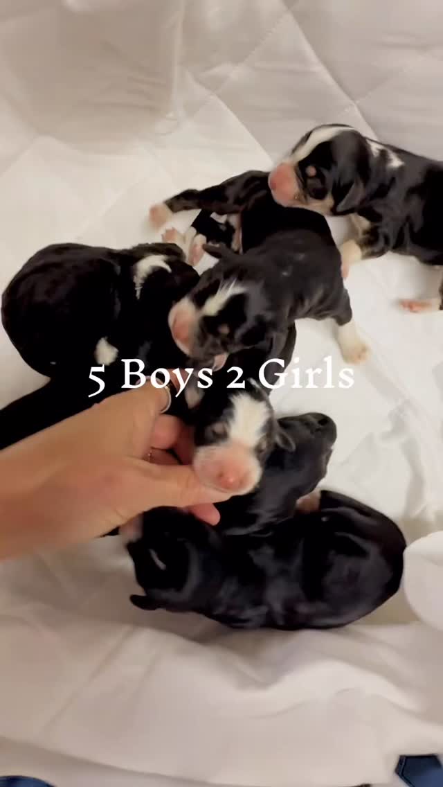 Our Bernedoodle blessings arrived on 10/9/25 ❤️ 2 girls & 5 boys @elevatedstandardsnc 🐶