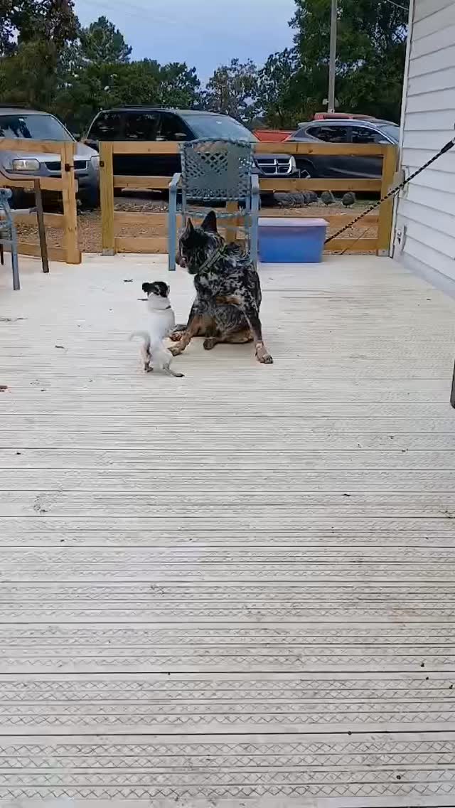 Excellent example of safe play between dogs of very different sizes 😍