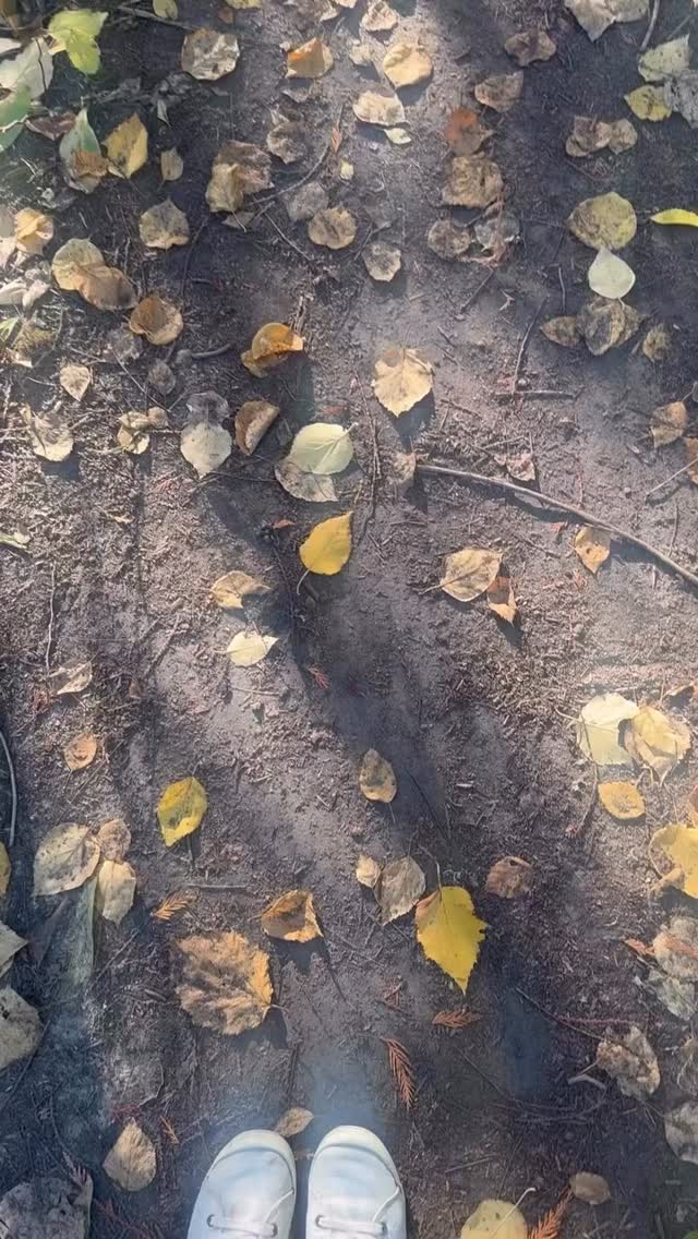 ✨
Do you ever just get the urge to pause?
To slow down, open your eyes, and truly see?
The way the light filters through the trees,
the way the earth holds you steady beneath your feet.
This is your reminder to breathe, to ground,
to receive the medicine that nature offers
and send a little gratitude back out into the world. 🌿
#yogaincanoe #mindfulmoments #natureheals #grounded #gratitudepractice #slowliving #forestmagic #dailyrituals #autumnenergy #mindbodyspirit