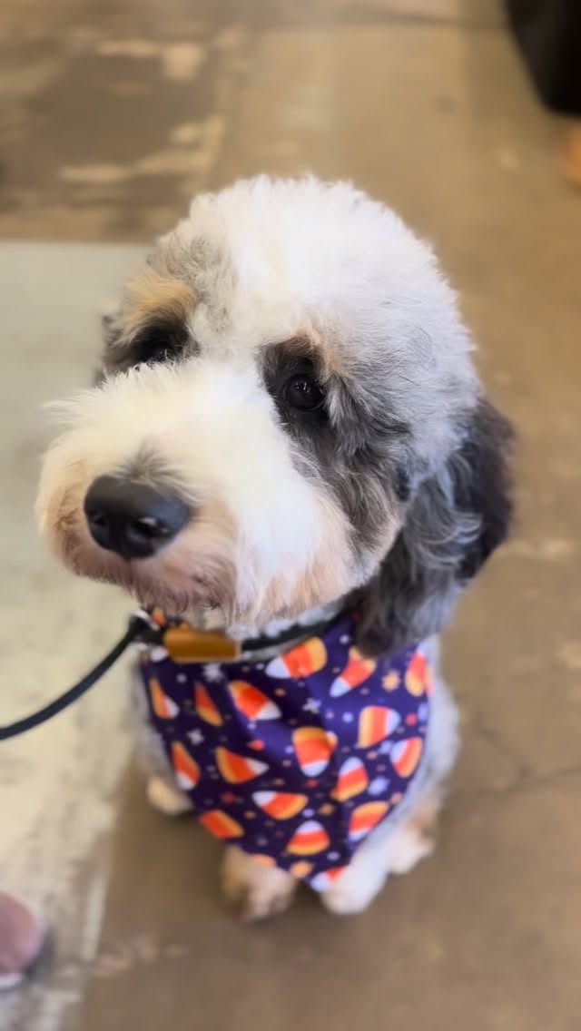 @lks_jasper #lkbernedoodles