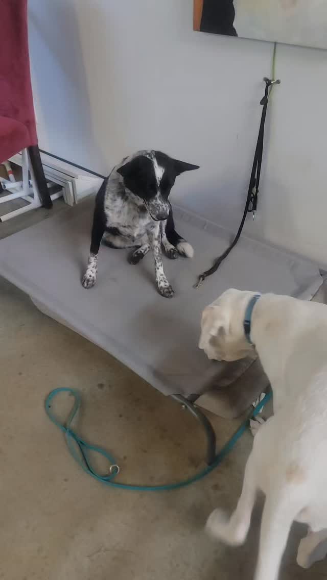 Milo getting some manners work with Lady Ashira!