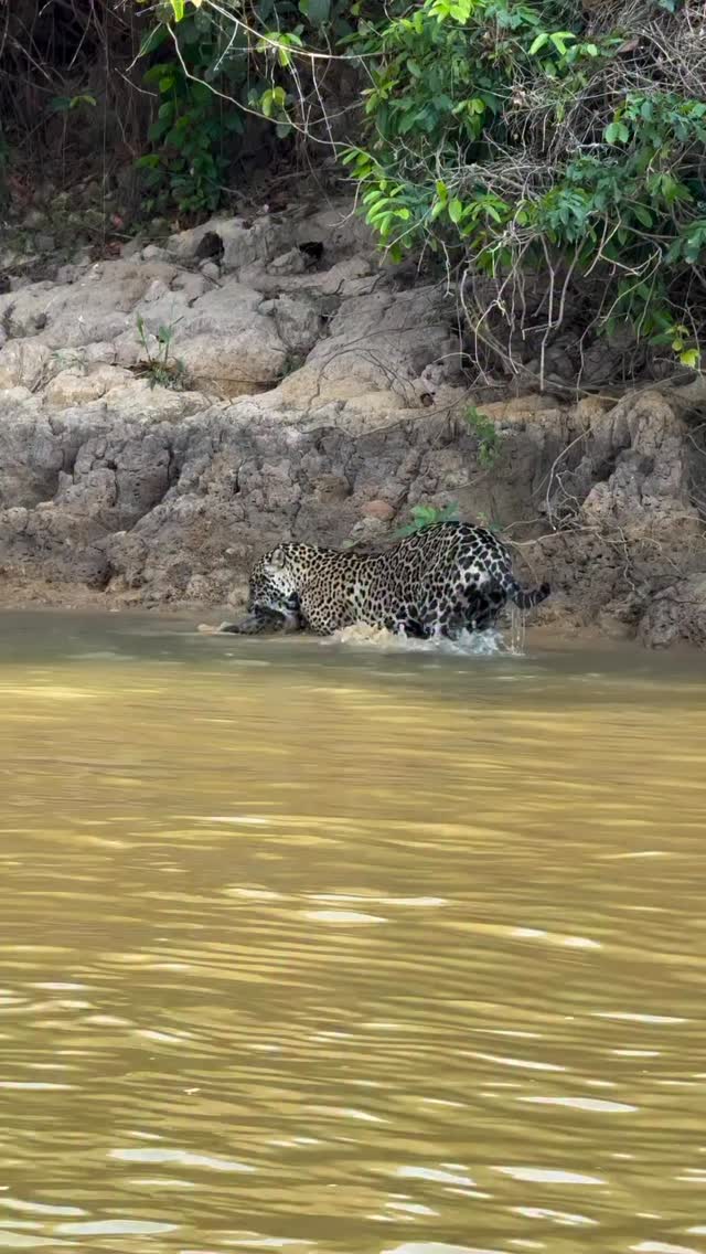 Cuando dos depredadores se encuentran el mas grande, fuerte y ágil gana … #fundacionvivarium #preservandovidas #snake #serpientes #venezuela #jaguar #anaconda