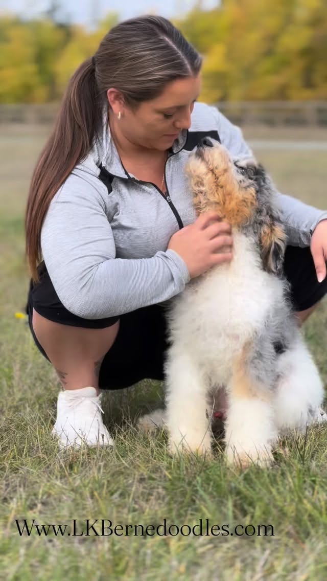 Check him out on our available puppies page 💙 www.LKBernedoodles.com #lkbernedoodles