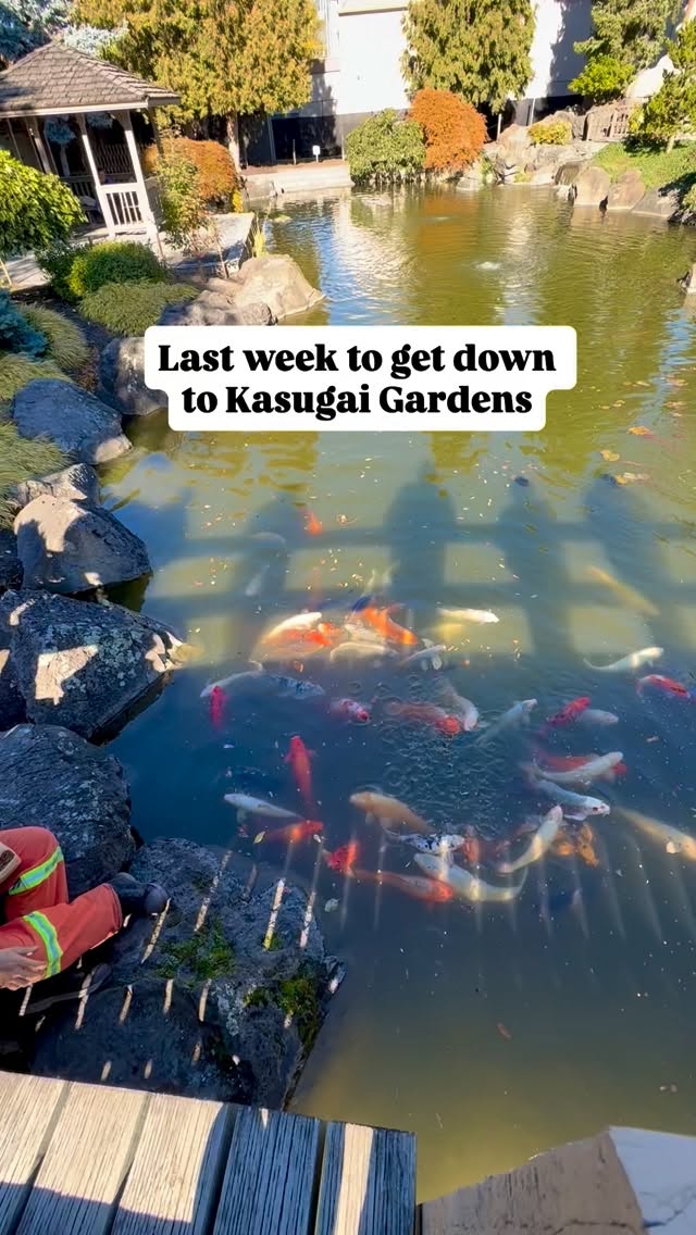 This Sunday Kasugai Gardens closes for the season ๐ฏ๐ต๐จ๐ฆ๐