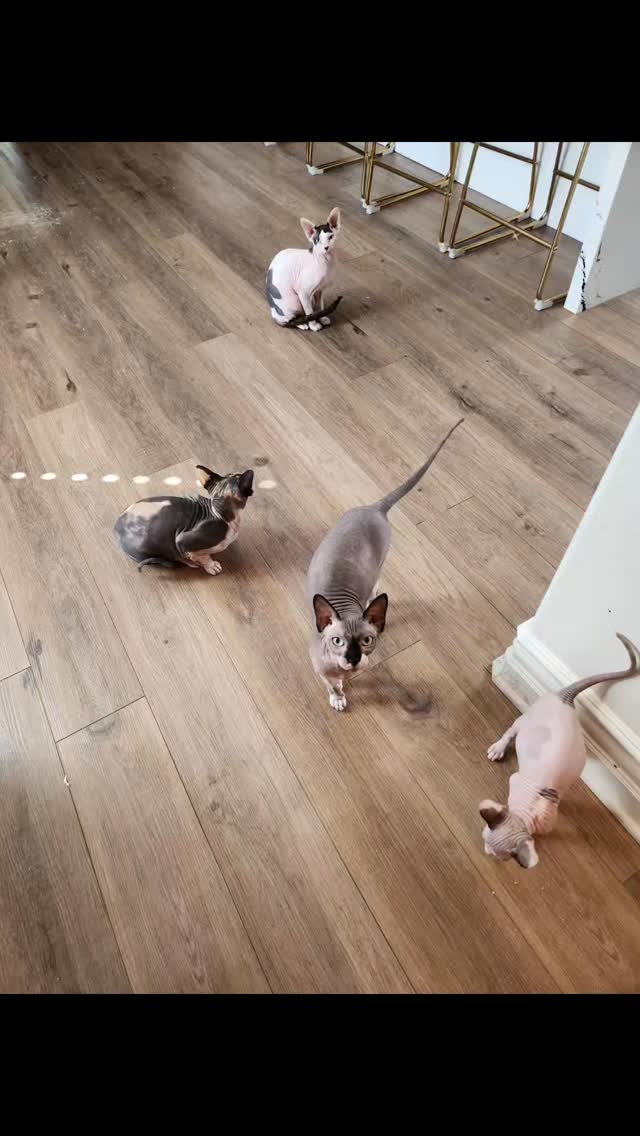 Meet Barry, Brookie, Bryson, Buckeye, and Blastoise (turtle). Their owners go on weekend trips and like to book the 30-Minute Visit.
These hairless cats are very affectionate, energetic, and just so cute! They love attention and spending time outside basking in the sun. Blastoise enjoys eating lettuce and spending time in the backyard.
If you are looking for someone to check in on your cats, dogs, or exotic pets, consider Four Paws & Exotics Pet Sitting. Visit www.fourpawsandexotics.com for more information on my services.
#petsitting #catsitter #hairlesscats #petturtles #orangecountypetsitter #ocpetsitter