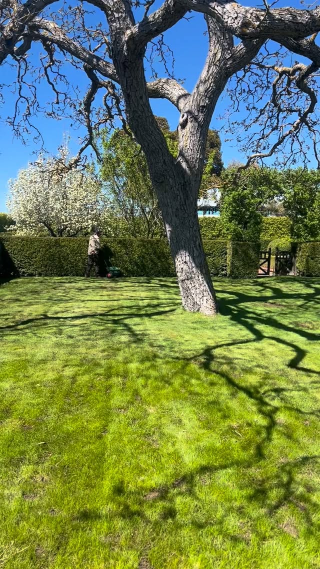 A perfect afternoon to top dress the main lawn at the Old Rectory. Meet Tim from @ruralgardensaustralia who along with Fergus and Hugh helps keep the Old Rectory garden in shape.
After major issues with Chafer Grubs last year we’re hoping we don’t get a reoccurrence…
Bookings for the Old Rectory can be made on @airbnb or via our website.
@visitmacedonranges
@piperstkyneton
#visitkyneton
#kynetonaccommodation
#oldrectory
#grassseed
#topdressing
