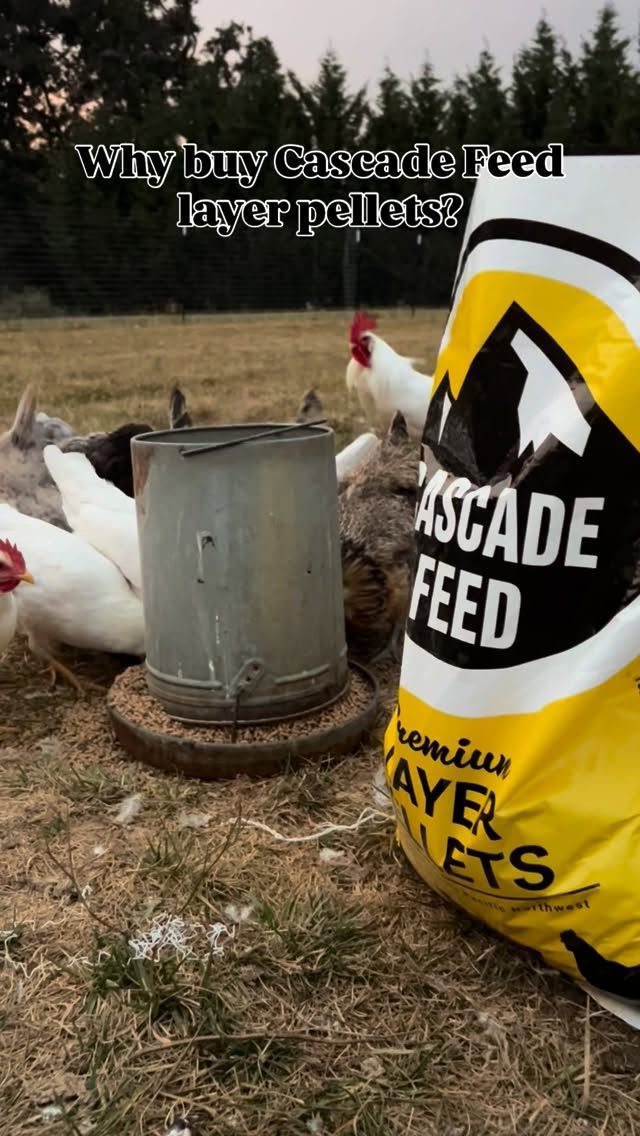 If you’re tired of over-paying for inferior chicken feed from big-box brands, here are just a few reasons to shop small and support your local farmers by buying Cascade feed!
We are a local family business that provides a quality product at an affordable price, with locally sourced ingredients. Check us out at a Wilco, Coastal, or Cascade Farm & Outdoor location near you!
#localbusiness #farmandranch #oregonag #smallbusiness #pnwlife #familybusiness #pnwchickens #farmfresheggs