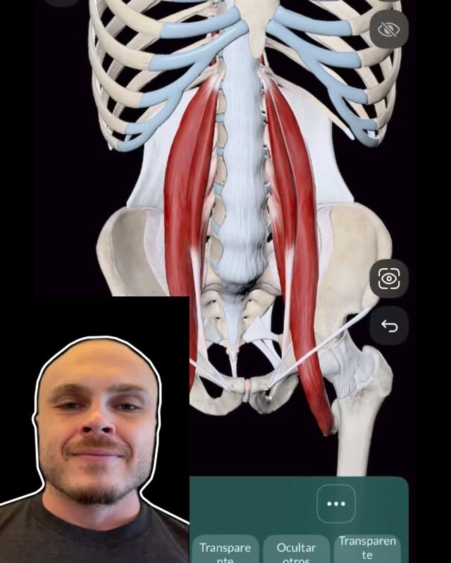 El músculo principal de las emociones: el psoas-ilíaco.
El músculo psoas-ilíaco se encuentra en una zona profunda del cuerpo: conecta la columna vertebral, la pelvis y el fémur, influyendo directamente en el eje corporal y en la postura.
A través de él pasan vías nerviosas importantes relacionadas con el sistema nervioso simpático, el mismo que activa la respuesta de “lucha o huida”.
Cuando una persona experimenta estrés, miedo o ansiedad, este músculo se contrae de forma refleja, encogiendo el cuerpo en una postura de protección (posición fetal).
