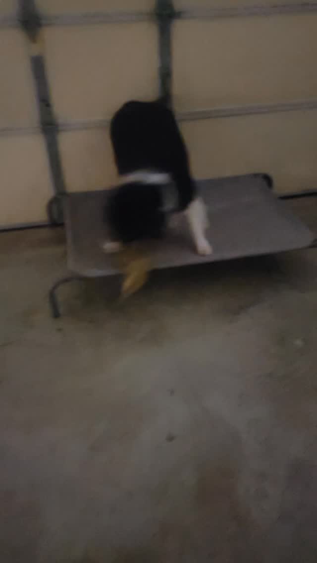 Playing with Mugsy before bed!