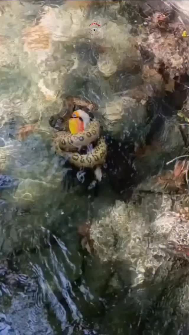 A pesar de la majestuoso de algunos animales también son parte de una cadena alimenticia, la naturaleza conoce bien que hacer. #fundacionvivarium #preservandovidas #snake #serpientes #