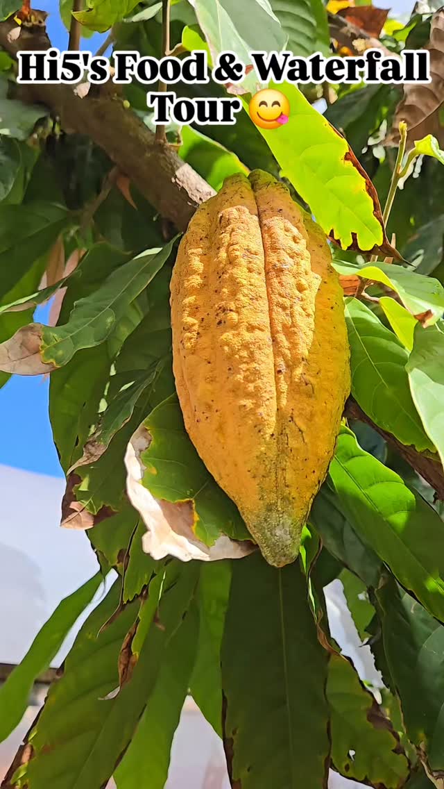 🌺 Discover Oahu’s Hidden Paradise! 🌊
Join Hi5’s Food & Waterfall Tour and experience the island like never before — from delicious local bites 🍍🍤 to breathtaking waterfalls and lush tropical gardens 🌴💦. Taste Hawaii’s flavors, meet friendly locals, and capture unforgettable moments in small, intimate groups. 🚌✨
📍 Highlights: Local farms, food trucks, scenic lookouts, and a refreshing waterfall swim!
🎁 Bonus: Complimentary Leonard’s Malasadas — Hawaii’s favorite treat! 😋
📸 Bring your camera, appetite, and aloha spirit.
👉 Book your adventure today at
Hi5ActivitiesHawaii.com
#Hi5ActivitiesHawaii #Hi5Tours #OahuAdventures #FoodAndWaterfallTour #ExploreOahu #HawaiiTours #NorthShoreHawaii #HawaiiFoodie #IslandVibes #HawaiiLife #TravelHawaii #WaikikiTours #LeonardsMalasadas #AlohaSpirit #SmallGroupTours