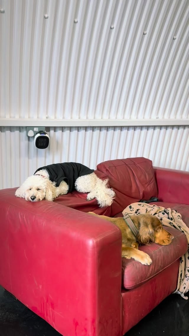 Hibernation mode 🌗
#cosydogs
#sleepingdog
#londonautumn
#cosyseason
#calm
#chilldog
#hibernationmode
#love
#happydogs