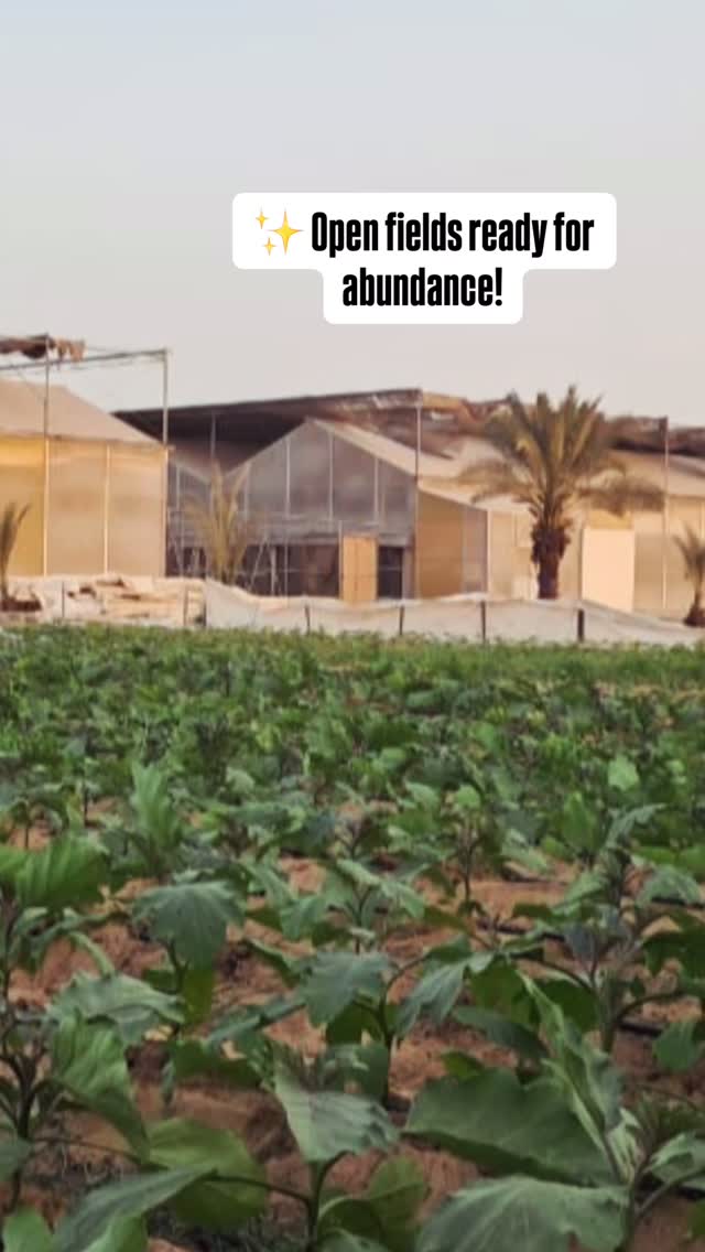 The fields are ready - just in time for the season of plenty.
Our open fields are coming alive again, filled with new growth and promise. As homes light up for Diwali, our soil does too - with rows of young plants that remind us what real abundance looks like.
This is our version of celebration - fresh beginnings, fertile ground, and the quiet joy of watching something thrive.
Save this little glimpse of green for your Diwali mood board.
What’s one thing you’re feeling grateful for this season? 👇
#AranyaFarms #DiwaliAbundance #DesertFarming #FreshBeginnings #FarmToFestivity #EatLocalUAE #RootedInGratitude