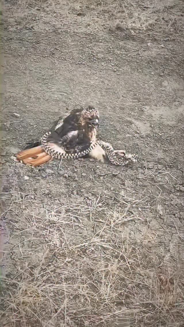 La naturaleza y sus momentos!! #fundacionvivarium #preservandovidas #snake #serpientes