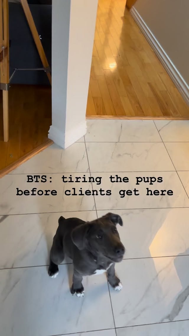 The foster pups are SO CUTE and several of you have asked why I wasn’t planning on keeping them from day one.
The reality is, they are soooo adorable but also soooo much work. This seven weeks of fostering has been truly amazing, but I’m looking forward to full nights of sleep! 🤣 With four kiddos at home, a home based business, and a partner with shift work, there have been a lot of logistics and behind the scenes insanity for the past couple months! I knew what I was getting into with fostering, but also knew that realistically the puppies deserved a home that had more long-term bandwidth for them! 🩷
I’ve been walking the pups and doing chasing and tug of war before and after every client, and getting up early and in the middle of the night to let them out. We’ve also been training them on basic commands, socializing them, and taking them to vet appointments.
The puppies were rescued from northern Manitoba and were extremely anxious when they arrived because they hadn’t spent any time with humans (and had just gotten off a plane!). We started fostering them at just six weeks old and have been blown away by their progress. 🥰 They are now warm, cuddly, attention-seeking little social butterflies who are potty trained and know several commands.
Scout got adopted last week, and Arthur is heading to his forever home tomorrow. It is so bittersweet but I’m so happy for them. 🐶🐾
Here’s a little behind the scenes footage of me playing tug with Arthur this morning to tire him out before my client arrived.