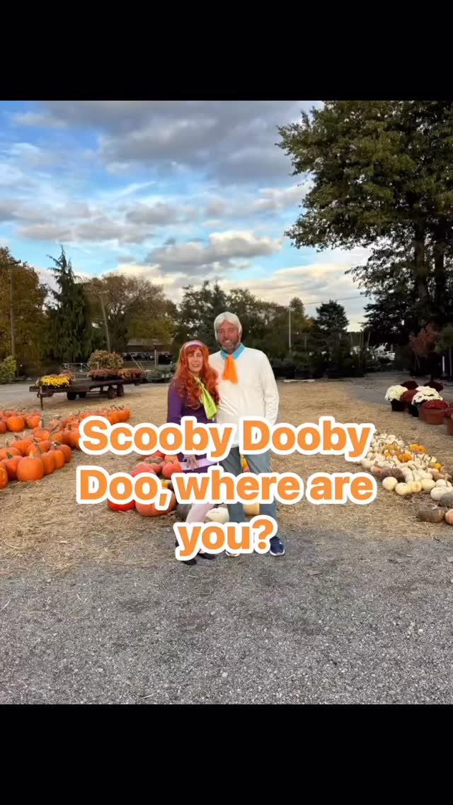 🎃👻 Jeepers, gang! Halloween spirits are creeping into Massab Acres Greenhouse & Nursery! 👻🎃
“Scooby Dooby Doo, where are you?”
➡️ Probably picking out mums, pumpkins, cornstalks, straw bales, cider & donuts with the whole Mystery Machine crew! 🚐✨
Our haunted garden is full of spooky fun and perfect photo ops. And don’t forget to take a bounce in our famous Jumping Pumpkin — back from the grave for more family memories! 🎃🦇
Zoinks! Don’t wait — stock up on fall decorations and treats before the monsters beat you to it! 😱
Bring the kiddos, bring the gang… let’s solve the mystery of the best Halloween ever 🧡
📍 Massab Acres Greenhouse & Nursery
Your local family-run spooky stop in Taylor, MI
#ScoobyDoo #JeepersGang #ScoobyDoobyDooWhereAreYou #MassabAcres #ShopSmall #ShopLocal #FamilyFun #Halloween2025 #FallVibes #Pumpkins #MumsTheWord #HauntedGarden #JumpingPumpkin #TaylorMichigan #MakeMemories #SpookySeason #momlife🎃👻🕸️