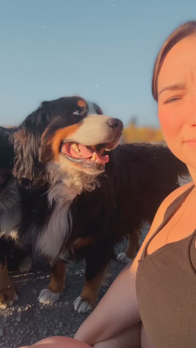 Oh my heart 💜 Claire #lkbernese #LKRanch