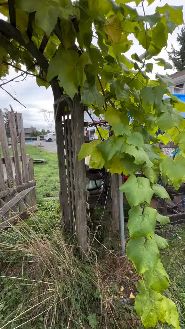 Goats !
Love fall garden clean up time.
#goats #abbotsford #abbotsfordbc #hobbyfarming #boardandtrainnearme #farmlife #hobbyfarmlife #hobbyfarmlife #workinggoats