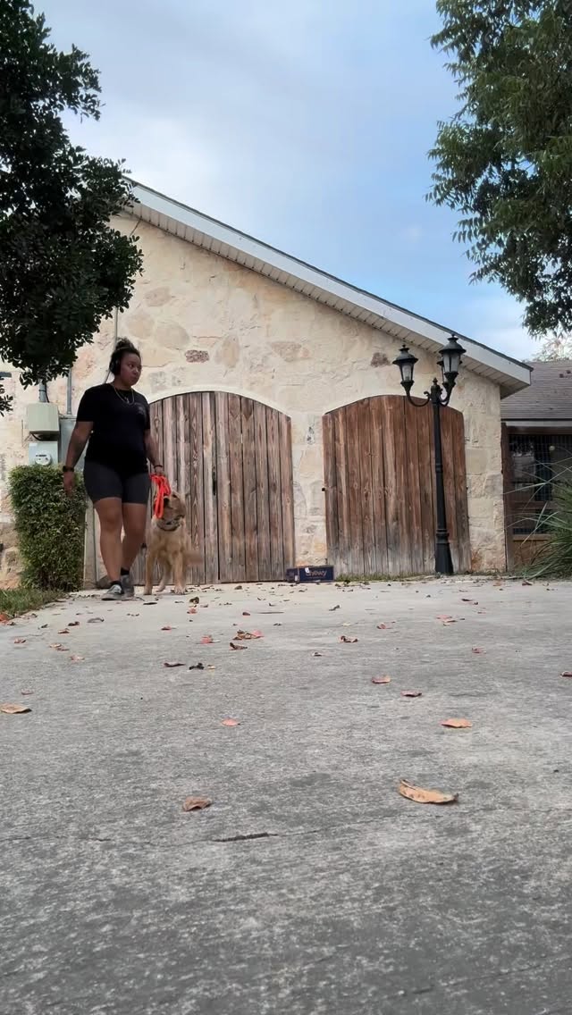 You guys keep me absolutely booked 😅 note to self to update the availability post! Recently I’ve been offering you my private lesson people the ability to do week long board and trains to brush up on behaviors or to give you that extra help in the learning process and you’ve been eating it up! Best part they have been helping you guys get farther! Thank you for being the best clients you guys all mean the world to me! 🫶🏽 Here miss Sauncy and I went on a little field trip while her parents are out of town! You don’t want to see what we looked like when I picked her up as I almost face planted down the driveway 😂 now she has a better understanding of her training equipment and we can continue where we left off!