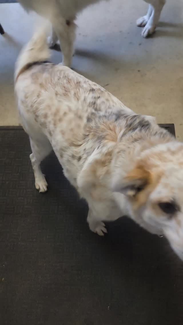 Emma and Quiver join us for a little while! 🥰