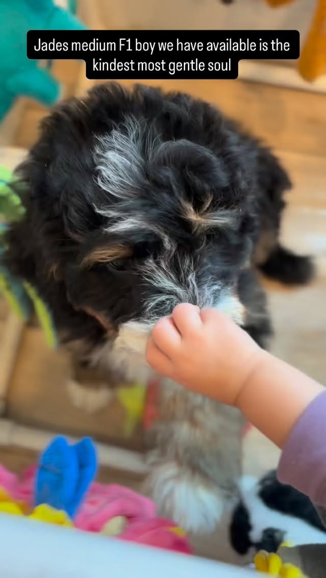 Jades Dark blue boy www.LKbernedoodles.com #LKbernedoodles