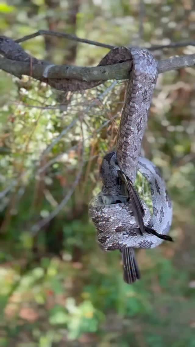 La naturaleza en su causa , respetemos su labor y que podamos aprender de ella mucho mas.. #fundacionvivarium #preservandovidas #snake #