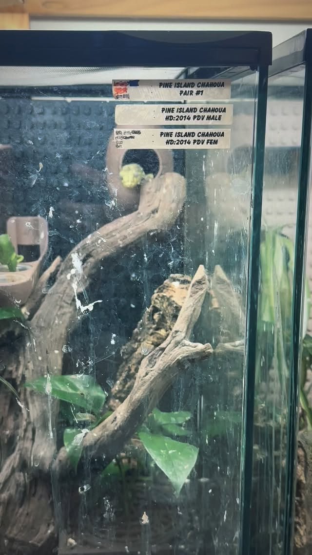 Check out this Pine Island Chewie soaking the view from her #marvelreptilesupply #geckohide. You can customize your own tank with our #terrariumtiles and fixtures. Visit marvelmorphs.com to get yours or see us at the next reptile expo #venturareptileexpo