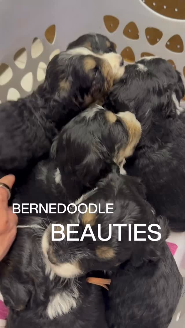 Our Bernedoodle beauties are four weeks old this week. They are learning FAST all of the basics they need for success! We have expanded their whelping pen, introduced solid food, working on potty training basics, and beginning crate training! These are delightfully smart, and friendly pups @elevatedstandardsnc ❤️🐶#bernedoodlepuppy #bernedoodlesofinstagram #bernedoodlesofinstagram #bernedoodlepuppies