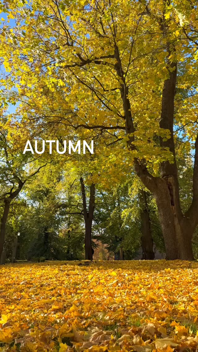 Autumn is the Ayurvedic season of vata.
🍂
A season to release, slow down, ground and to nourish your body and soul.
🍁
#autumnseason #autumnlover #autumncolour #autumnwalks #ayurvedic #vata #vatadosha #ayurvedalife #releasestress #releasetension #slowdownseason #slowdowntime #groundingenergy #groundingexercise
#nourishyourbody #nourishyoursoul #nourishtoflourish #meditationspace #dailyyoga #yogateacherlife #rachelsundstrom #yogastockholm #stockholmyoga
