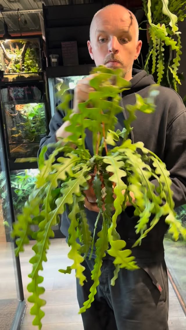 Fish bone cactus
Easy care
beautiful statement plant
Keep em somewhere bright to sunny
Soak to water when dry
Done
Want one?
#hugoandgreen #houseplantsmakepeoplehappy #plantsplantsplants #houseplantsandhappiness #plantshopuk #hugoandgreenhouseplants #hanningtonsbrighton #houseplantsuk #plantparenthood #houseplant