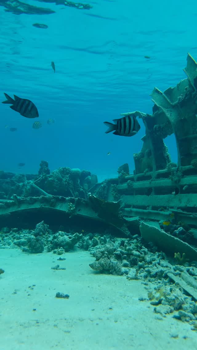 Just your average Halloween dive… with a pilot’s ghost still in the seat 👻💀
Captured with @proshotcase — even the spookiest wreck can’t scare this gear. #HappyHalloween #ProShotCase #UnderwaterAdventures #ProshotCase #ProShotAdventure #TidalMask