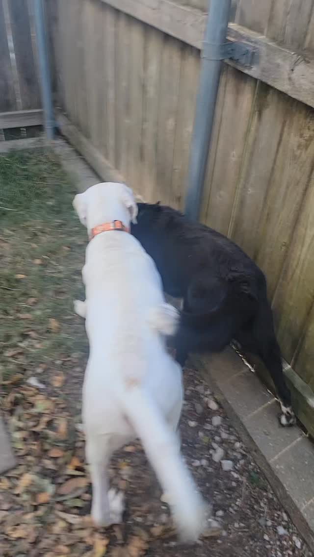 Ilex makes a great teacher for puppy Milo!