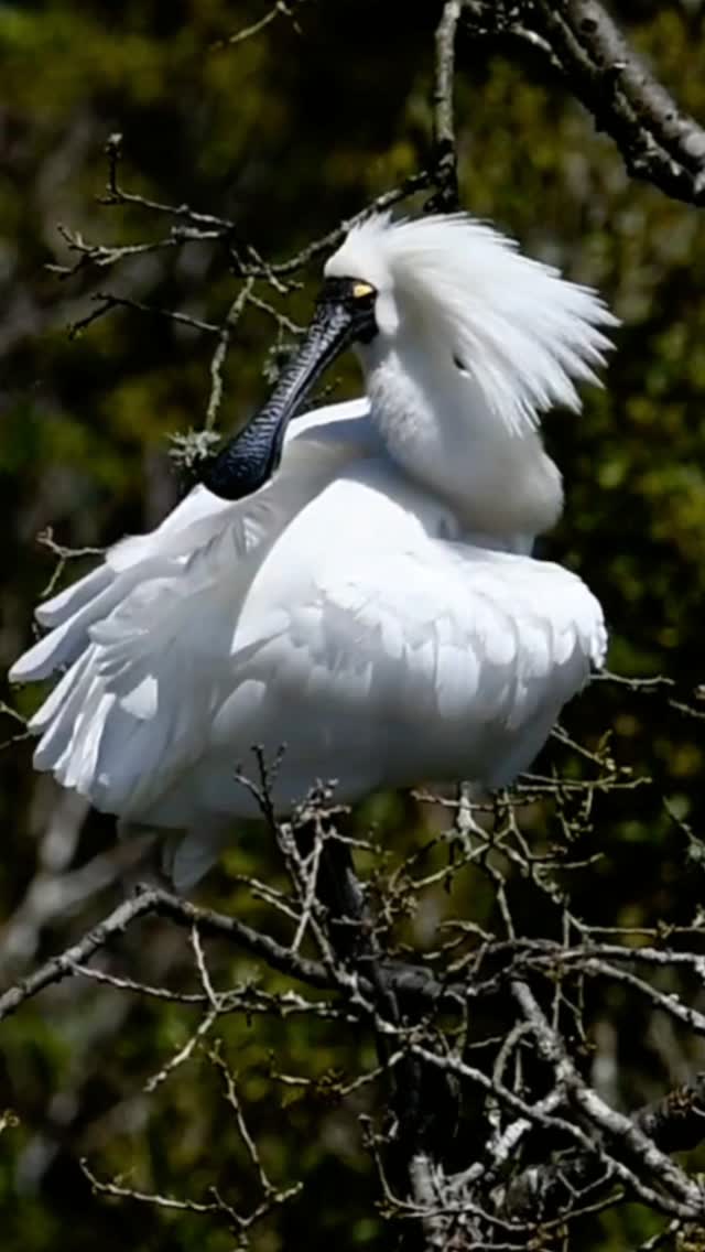 'Peek-a-boo Preening'! 🪶😄
Join our White Heron Sanctuary Tour to view Royal Spoonbill as they nest alongside the majestic Kōtuku in the wonderful Waitangiroto Nature Reserve 🌿
#preening #preeningbirds #kōtukungutupapa #royalspoonbill #whiteherontours #whiteheronsanctuary #nzbirds #birdsnz #whataroa #franzjosef #westcoastnz