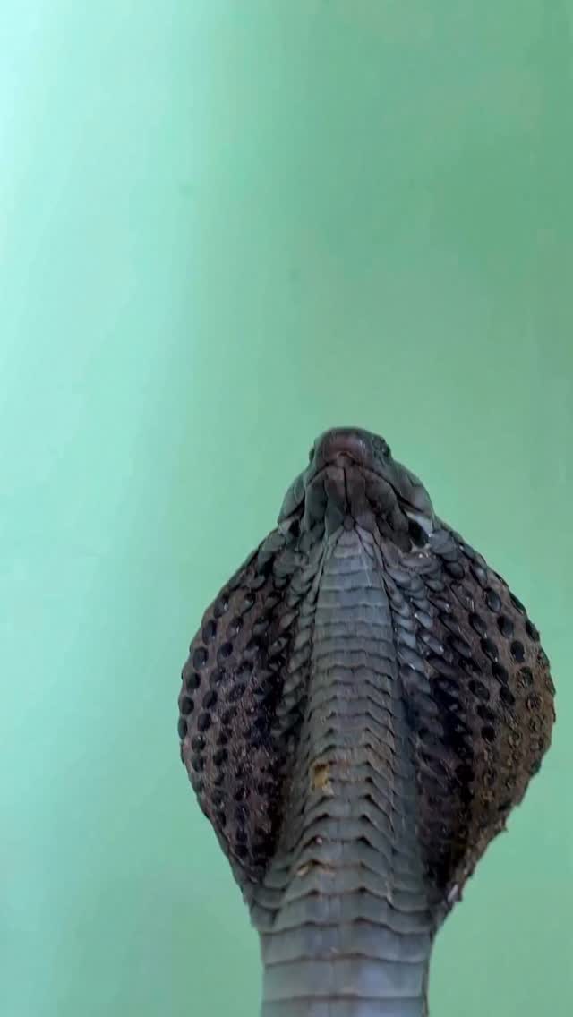 Cuando escuchamos el baho de una serpiente pensamos que esta botando algún gas o veneno y es la expulsion rápida y profusa del aire como señal de molestia … #fundacionvivarium #preservandovidas #snake #cobra #serpientes #