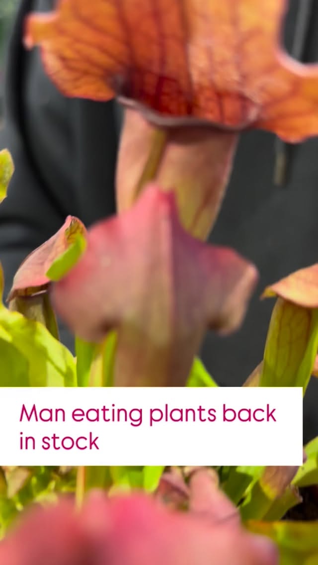 It’s been a while. But they’re back.
🪲Sarracenia eat bugs not people, sorry to disappoint.
🌧️They like rainwater as they’re sensitive to chemicals in tap water.
💦 Hard to overwater - they can permanently sit in water.
☀️love sunshine or grow lamps
#hugoandgreen #houseplantsmakepeoplehappy #plantsplantsplants #houseplantsandhappiness #plantshopuk #hugoandgreenhouseplants #hanningtonsbrighton #houseplantsuk #plantparenthood #