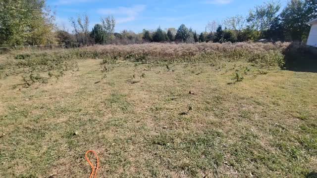 Puppy Milo does responsive longe line work!