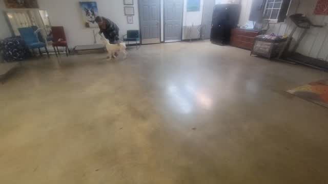 Milo starts on heel, sit, stand and down!