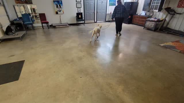 Milo working through the wiggles! He overused his floppy front paws a bit and is sore on one side, thus the limp, so he's out of playgroup and on longer crate rests until it resolves (we're keeping training slow and short as well)