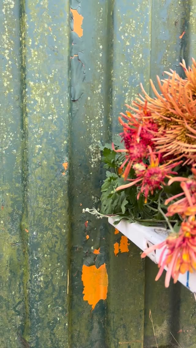 Went off to the Netherlands for a week, and came back to these babies!
Get ya mums for harvest/ thanksgiving/ friendsgiving/ indigenous peoples day on our website #linkinbio
#mumstheword #heirloommums #heirloomchrysanthemum #localflowers #flowerfarmer