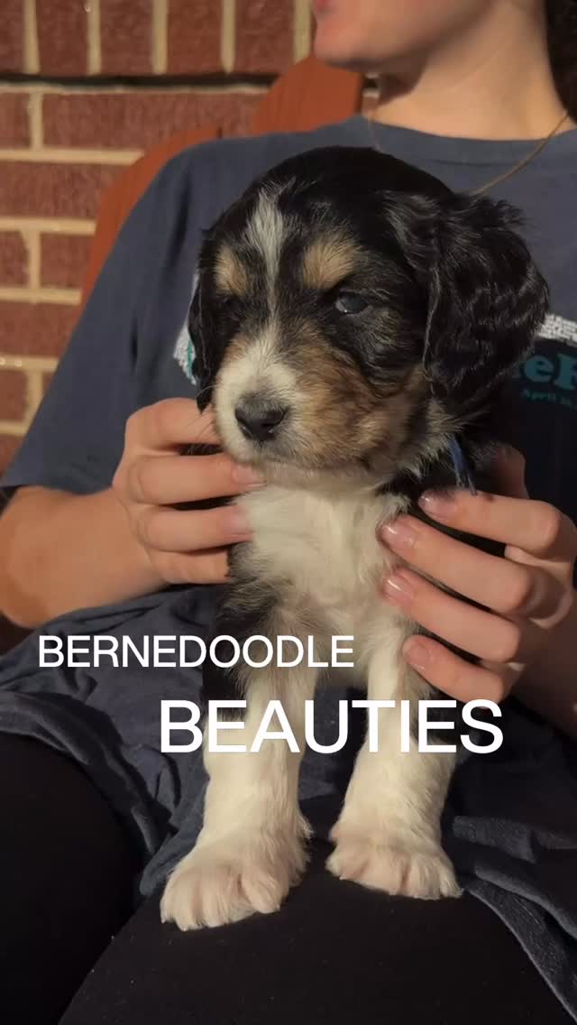Sunday snuggles for our Bernedoodle beauties @elevatedstandardsnc ❤️ our sweet nieces could not wait to get thier hands on the pups! 5 weeks old this week!
#bernedoodlepuppy #bernedoodlesofinstagram #bernedoodle #bernedoodlepuppies