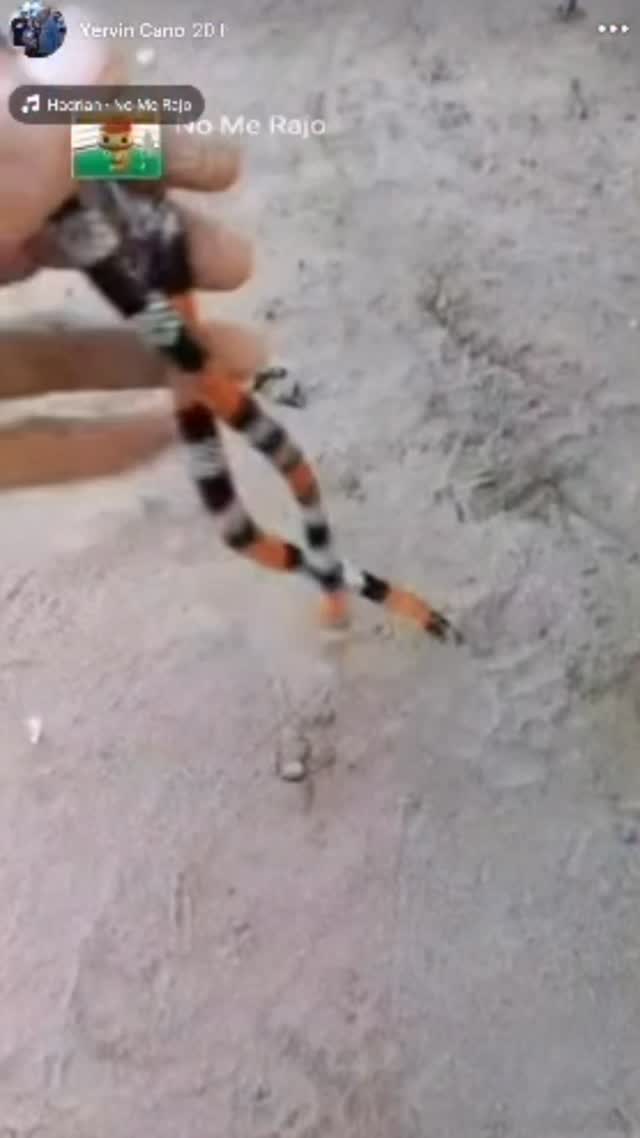 Antes de contarles esta historia que opinan de esto? #preservandovidas #fundacionvivarium #snake #venezuela #coral
Es una Coral Verdadera ?