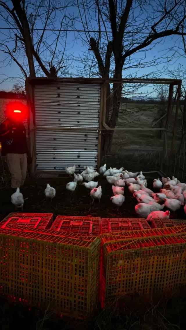 Last batch of meat birds headed to @chapelfordfarm to be butchered and hopefully back in time to be fully stocked for all our Christmas Market events!
Feels good to wrap up our pastured poultry season❤️
#familyfarm #regenerativeagriculture #pasturedpoultry
