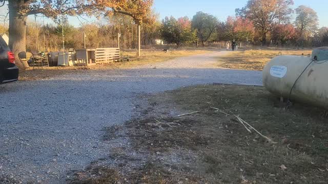 Working on heeling in distractions woth Milo!