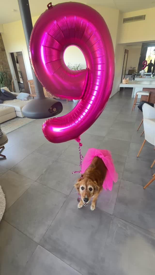 Queen Nessie’s 9th Birthday 👑❤️
Nine years old today… and yes, she’s a little grey around the edges now, but she’s still the heart and soul of this place.
If you’ve been with me since the early days, you’ll know her story. She arrived in Australia at 12 months old… and within 16 weeks she was trained to CD standard. Novice title in six weeks. We skipped the first level completely and jumped straight into the second — and she still smashed it. Four trials later she was into Open. All under six months of arriving.
One in a million. Always has been.
She’s been the most loving, gentle, intelligent dog I’ve ever owned. She wants to please more than any dog I’ve met. And now? She’s retired into full royalty. Sleeps where she wants. Wanders where she wants. Runs this house. Queen Nessie… and she knows it.
Most of the puppies that leave here either have her in their bloodlines or were raised under her watch. Every litter learns from her. Every pup is better because of her.
She’s a once-in-a-lifetime dog and I couldn’t imagine life without her.
Happy 9th Birthday, Nessie ❤️
#UKFieldGoldens #activgoldens #TrainDontRestrain #ItsOKtoSayNoToDogs