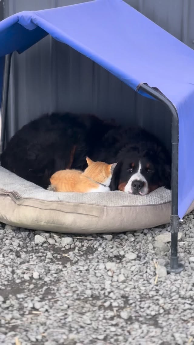 Just the bestest of friends #LKBernese #LKRanch