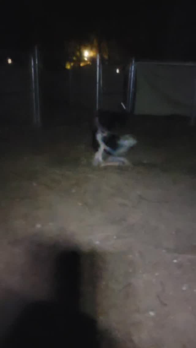 Kaala and Buddy are fast friends!